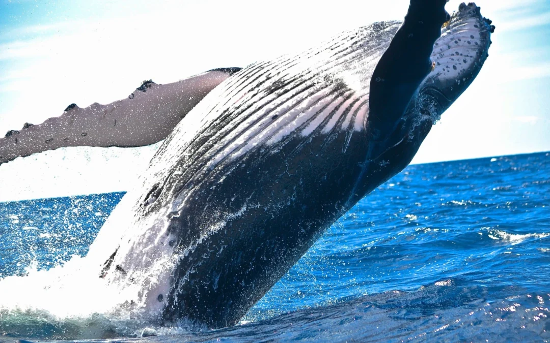Whale Watching in Monterey: The 7 Best Tours