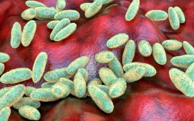 An Ancient Threat, in a Modern Spotlight: The Plague Returns to Lake Tahoe